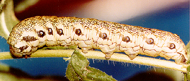Full-grown larva of Proserpinus proserpina, Spain. Photo: © the late R. Agenjo