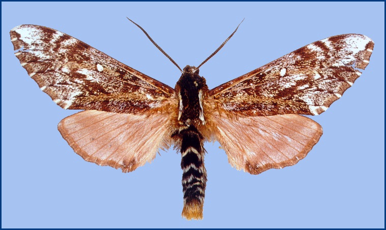 Adult male Pentateucha stueningi, Tianmu Shan, Zhejiang, China. HOLOTYPE. Photo: © M. Owada