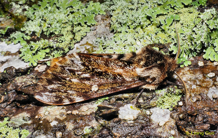 Adult male Pentateucha stueningi, Ningde, Fujian, China, 7.ii.2023. Photo: © Liang Guo.