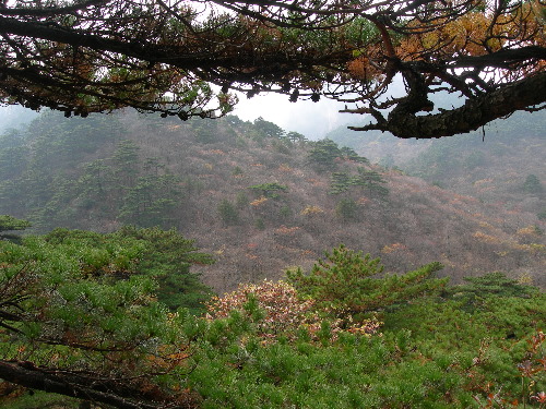 Typical habitat of Pentateucha stueningi, Mt. Huang Shan, Anhui, China. Photo: © Tony Pittaway