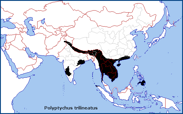 Global distribution of Polyptychus trilineatus. Map: © Tony Pittaway.