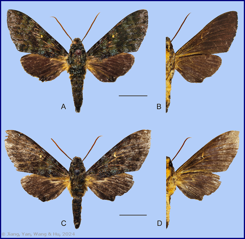 Males Pseudodolbina yunnana, Gulin Qing, Maguan County, Yunnan, China, 12.v.2024, 1500m, HOLOTYPE (A & B), PARATYPE (C & D). Photo: © Jiang, Yan, Wang & Hu