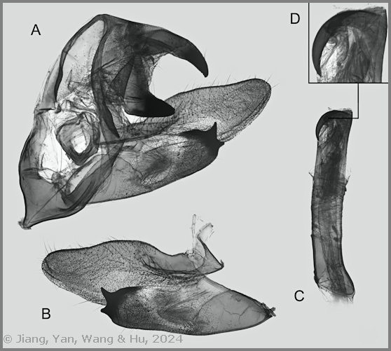 Male genitalia of Pseudodolbina yunnana, Gulin Qing, Maguan County, Yunnan, China, 12.v.2024, 1500m. Photo: © Jiang, Yan, Wang & Hu.