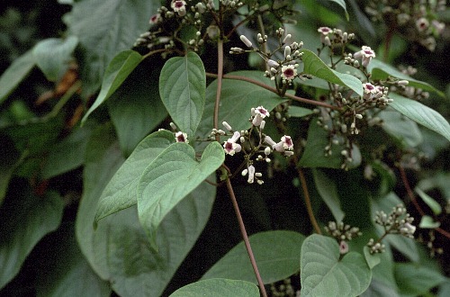 Paederia foetida, CAAS Campus, Beijing, China. Photo: © Tony Pittaway.