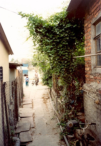 Paederia foetida, Hong Kong, China. Photo: © Kent H. K. Li.