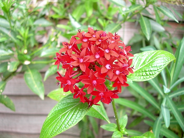 Pentas lanceolata. Photo: © Tony Pittaway.