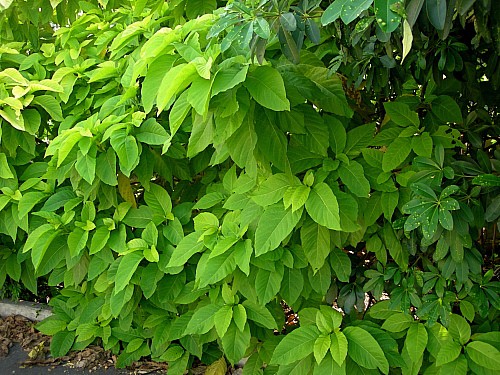 Pisonia umbellifera, Bangkok, Thailand. Photo: © Tony Pittaway.