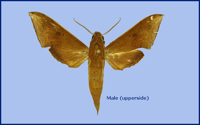 Male Rhagastis acuta (upperside), Bhimtal, Uttarakhand, India. Photo: © The Trustees of the Natural History Museum, London (NHMUK).