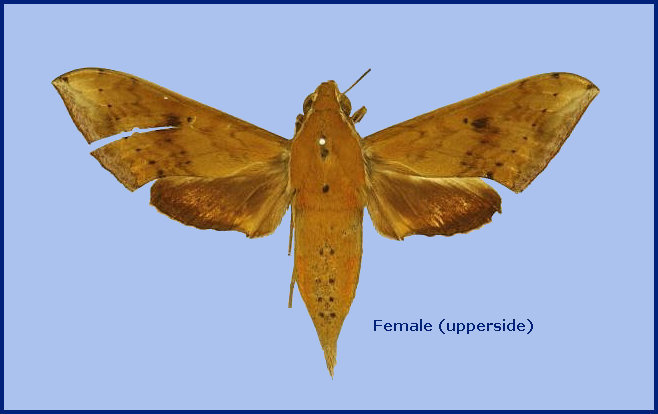 Female Rhagastis acuta (upperside), India. Photo: © The Trustees of the Natural History Museum, London (NHMUK).