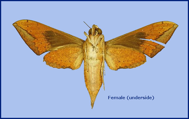 Female Rhagastis acuta (underside), India. Photo: © The Trustees of the Natural History Museum, London (NHMUK).