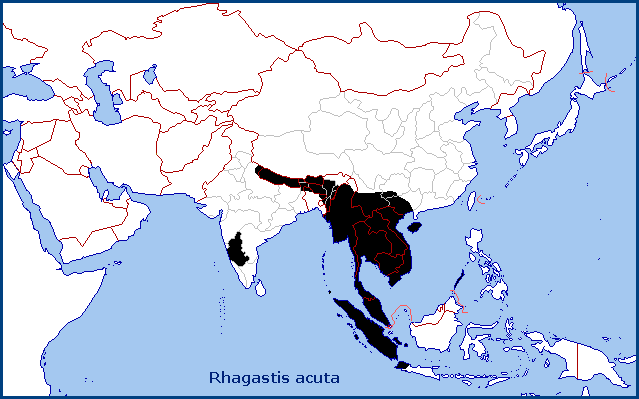 Global distribution of Rhagastis acuta. Map: © Tony Pittaway.