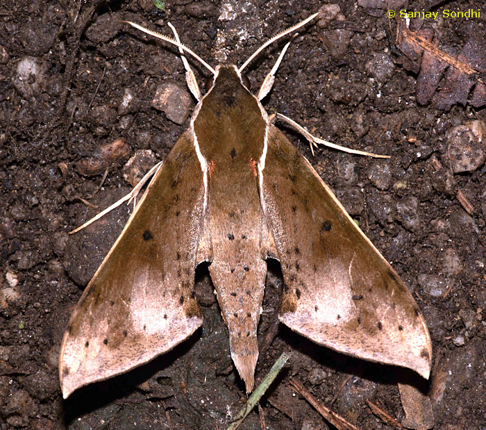 Rhagastis albomarginatus, Pange, near Talle Valley Wildlife Sanctuary, Arunachal Pradesh, India, 7.ix.2019. Photo: © Sanjay Sondhi