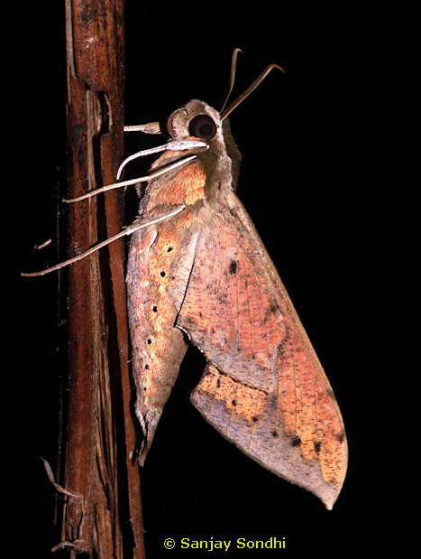 Rhagastis albomarginatus albomarginatus (underside), Pange, near Talle Valley Wildlife Sanctuary, Arunachal Pradesh, India, 7.ix.2019. Photo: © Sanjay Sondhi