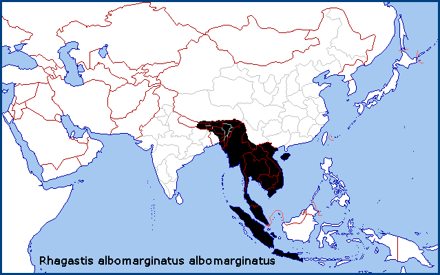 Global distribution of Rhagastis albomarginatus albomarginatus. Map: © Tony Pittaway.