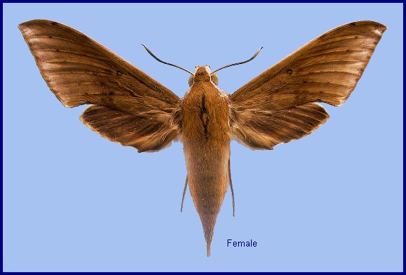 Female Rhagastis castor aurifera (dark form). Photo: © NHMUK
