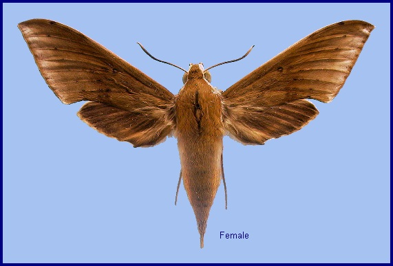 Female Rhagastis aurifera (dark form). Photo: © NHMUK