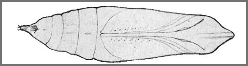 Pupa of Rhagastis aurifera. Image: Mell, 1922b