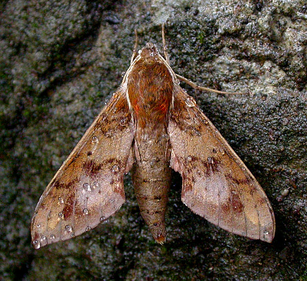 Adult Rhagastis binoculata, Taiwan. Photo: © Felix Lin.