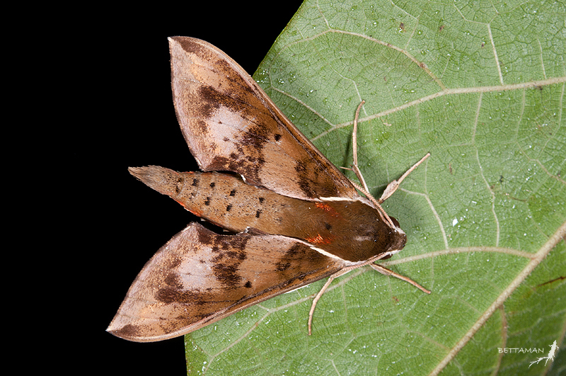 Adult Rhagastis binoculata, Tianone (1200m), Yilan Hsien, Taiwan. Photo: © Shipher Wu.