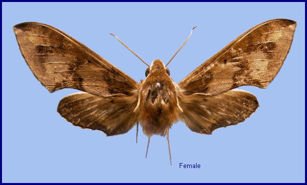 Female Rhagastis binoculata. Photo: © NHMUK