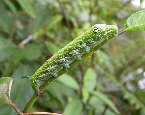 Final instar larva of Rhagastis binoculata on <i>Hydrangea chinensis</i>, Taiwan. Photo: © Felix Lin.