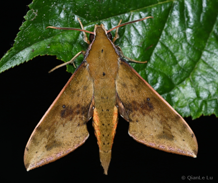 Adult Rhagastis chinensis, Wuxi, Chongqing, China. Photo: © QianLe Lu