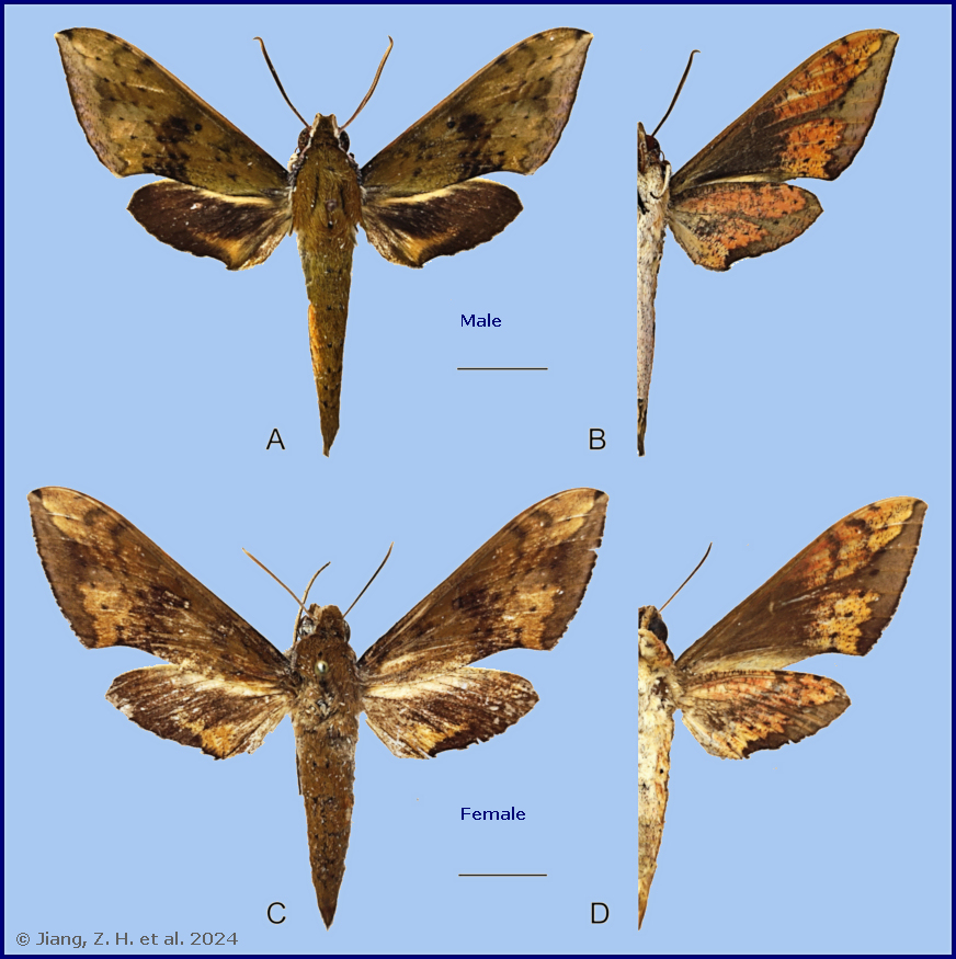 Male Rhagastis chinensis (A & B), Yintiaoling, Wuxi, Chongqing, China; Female Rhagastis chinensis (C & D), Lianzhou, Guangdong, China. Photo: © Jiang et al., 2024.