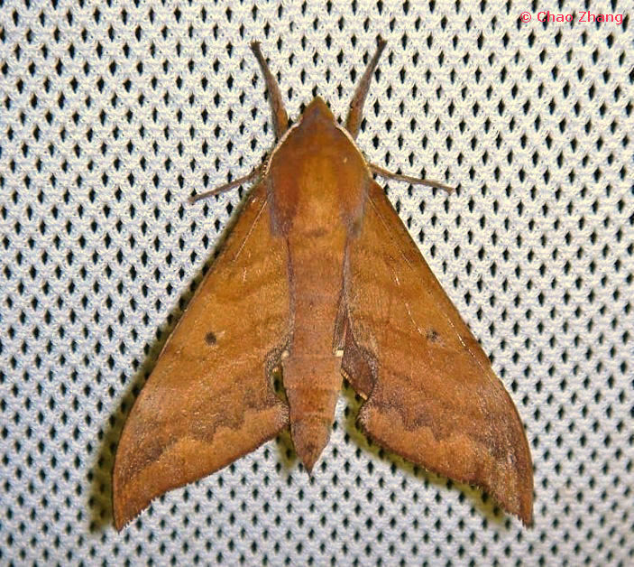 Male Rhodoprasina corolla (brown form), Simian Mountain National Scenic Resort, Chongqing, China, 22.ii.2019. Photo: © Chao Zhang.