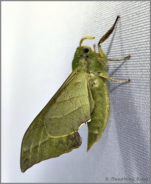 Male Rhodoprasina corolla (green form, underside), Daiyun Shan, Fujian, China. Photo: &copy; ZhuoHeng Jiang.