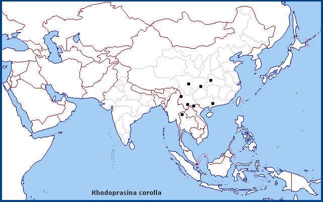 Regional distribution of Rhodoprasina corolla. Map: © Tony Pittaway.
