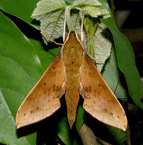 Male Rhagastis confusa, Jiucai Ling, Guizhou, China. Photo: © Viktor Sinjaev