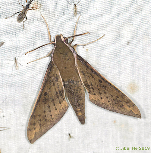 Rhagastis confusa, Qiaoqi, Sichuan, China, 6.viii.2018, 2600m. Photo: © He JiBai.