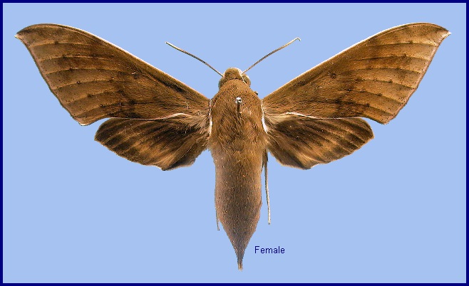 Female Rhagastis confusa. Photo: © NHMUK