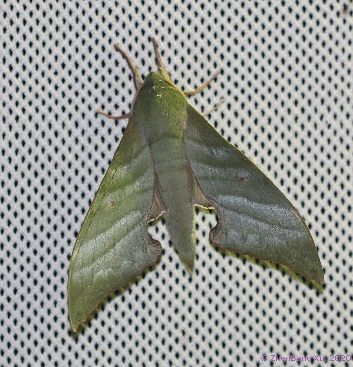 Male Rhodoprasina corrigenda, Simian Mountain National Scenic Resort, Chongqing, China, xi.2020, 1100m. Photo: © Xu ZhenBang, 2020.