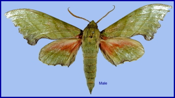 Male Rhodoprasina corrigenda, Doi Inthanon, Chiang Mai, Thailand. PARATYPE. Photo: © NHMUK.