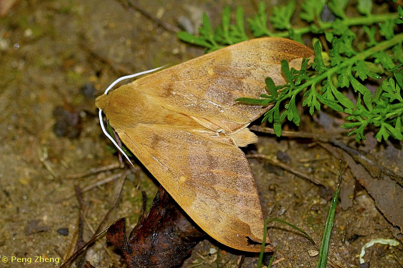 Male Rhodambulyx davidi, Mangdang Shan, Nanping, Fujian, China, 13.iii.2022, 500m. Photo: © Peng Zheng.