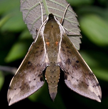 Adult Rhagastis albomarginatus dichroae, Jiucai Ling, Guizhou, China. Photo: © Viktor Sinjaev.