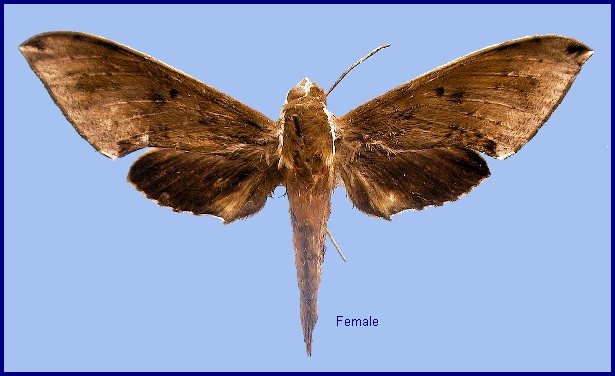 Female Rhagastis albomarginatus dichroae. Photo: © NHMUK