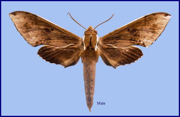 Male Rhagastis dichroae. Photo: © NHMUK