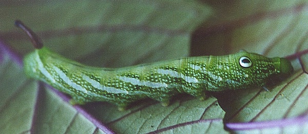 Fourth-instar larva of Rhagastis albomarginatus dichroae on Dichroa febrifuga, Hong Kong, China. Photo: © Kent H. K. Li.