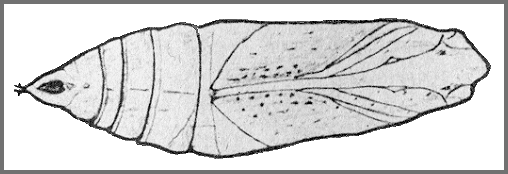 Pupa of Rhagastis dichroae. Image: Mell, 1922b