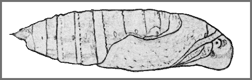 Pupa of Rhagastis dichroae. Image: Mell, 1922b