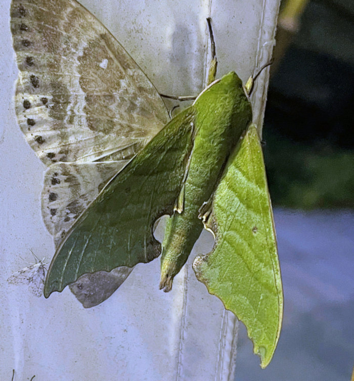 Male Rhodoprasina floralis (bright green form), Zhntang/Chentang, Dinggy County, Xizang/Tibet, China, 2.vi.2024. Photo: © Xu ZhenBang.