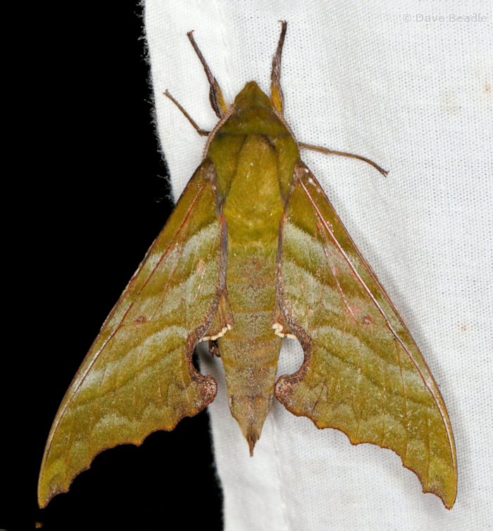 Male Rhodoprasina floralis (bronze form), Bompu Camp, Eaglenest Wildlife Sanctuary, Arunachal Pradesh, India, 5.v.2023. Photo: © Dave Beadle.