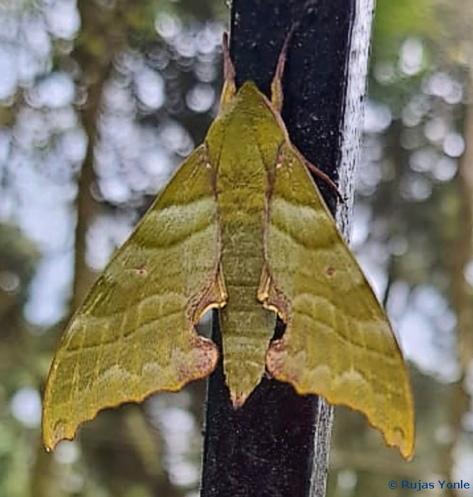 Male Rhodoprasina floralis (light bronze form), Nightingale Park Bulet Proof Dias, Richmond Hill, Darjeeling, West Bengal, India, 23.iii.2022. Photo: © Rujas Yonle.