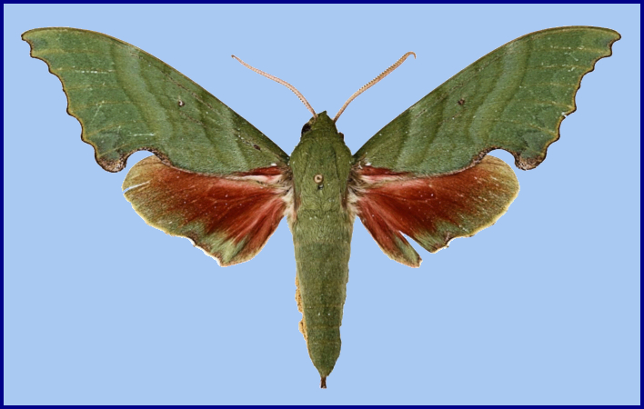 Male Rhodoprasina floralis (green form), Jiri, Dolakha District, Nepal. Photo: © The Trustees of the Natural History Museum, London.