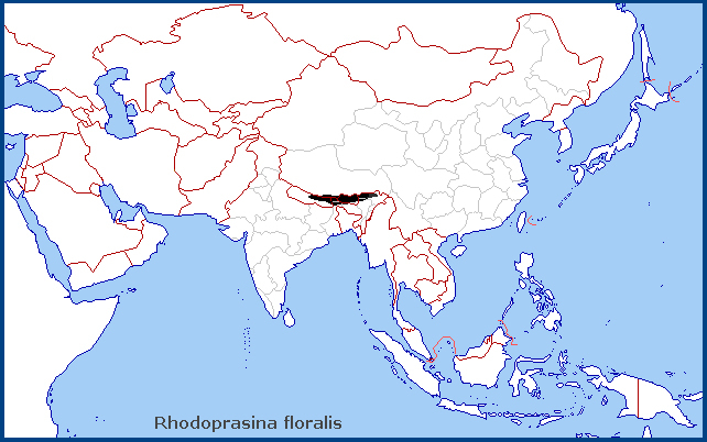 Global distribution of Rhodoprasina floralis. Map: © Tony Pittaway.