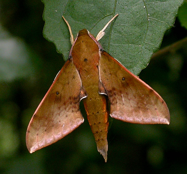 Adult Rhagastis castor formosana, Taiwan. Photo: © Felix Lin.