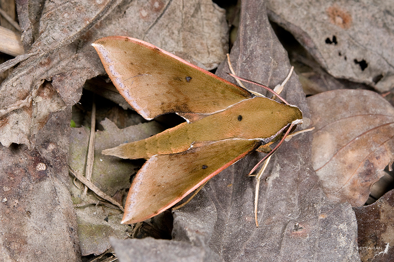 Adult Rhagastis castor formosana, Shanmei (800m), Chiayi Hsien, Taiwan. Photo: © Shipher Wu.