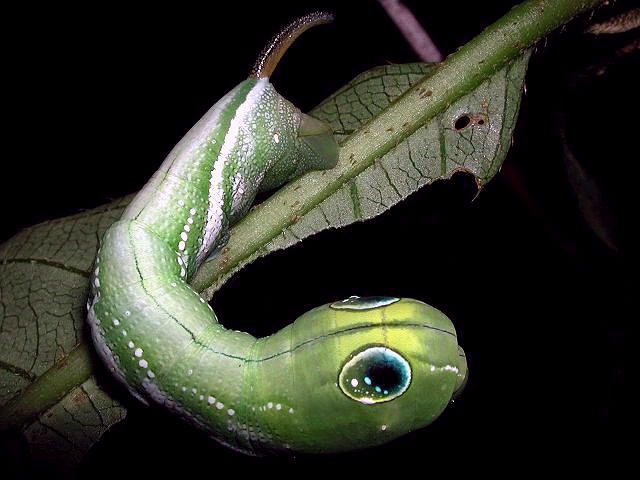 Final instar larva of Rhagastis castor formosana. Photo: © Hsu TienChuen